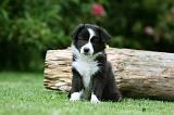 BORDER COLLIE 1255